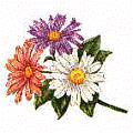 fleurs et nature (107)